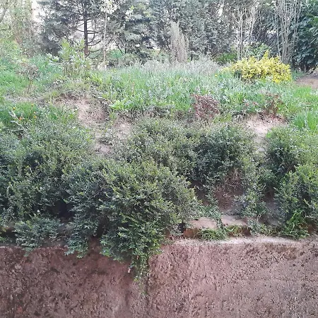 Pine Tree Διαμέρισμα